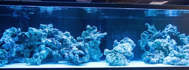 World Wide Corals 900g display tank 2014