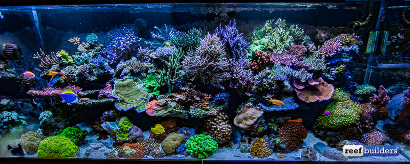 Aquários de recife de corais como este da Aquatic Art são o que alimenta o desejo de um aquário em casa.