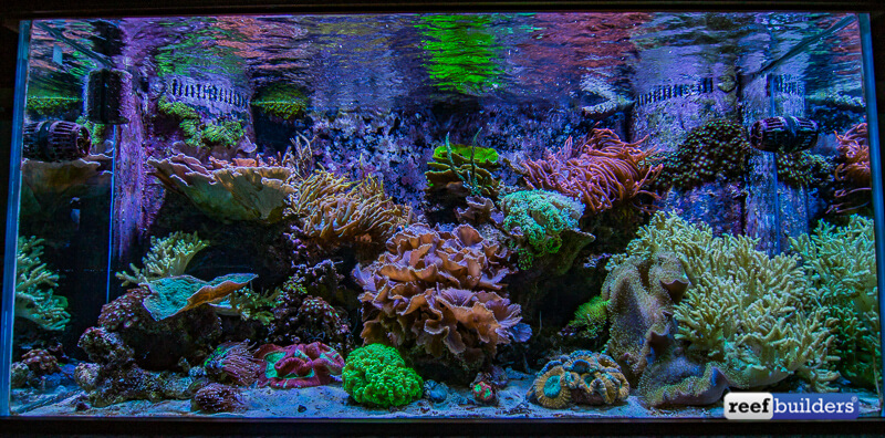 O Tyson Reef está cheio de corais resistentes robustos que completam o Aquário, adicionam movimento e são muito fáceis de cuidar.