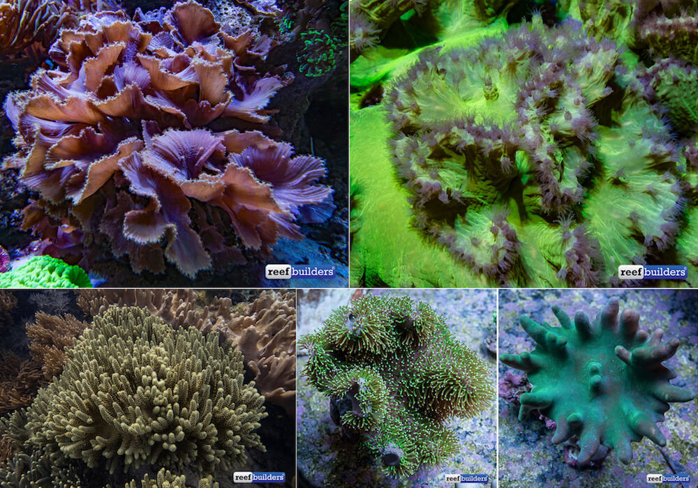 Top row: Cabbage coral (Sinularia dura), Bottom Row: Finger leather (Sinularia flexibilis), Toadstool leathers (Sarcophyton) e Devil’s Hand leathers (Lobophytum)